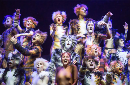 Invite Cats Into Your Living Room This Weekend!