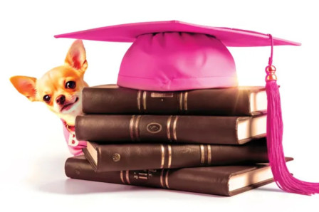 LEGALLY BLONDE THE MUSICAL to play in London in 2026